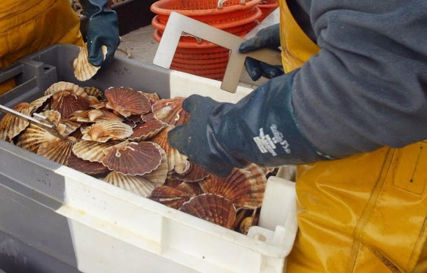 Pêche de la Coquille Saint-Jacques