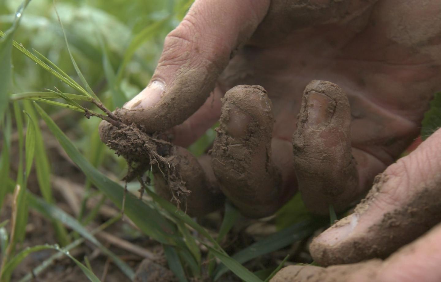 Ray-grass stade cheveux