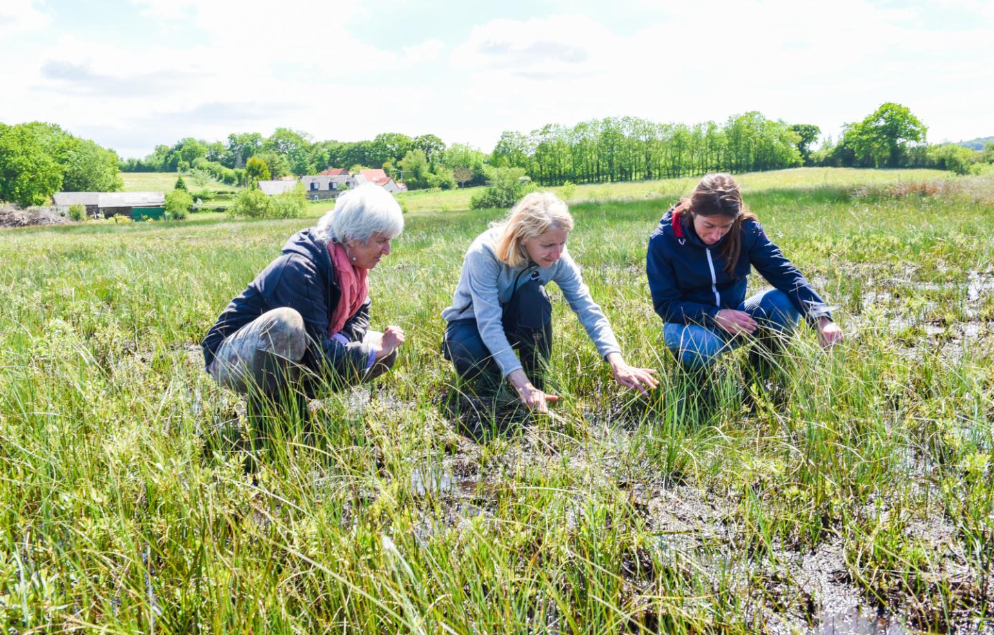 Réserve naturelle nationale des marais de la Sangsurière et de l'Adriennerie
