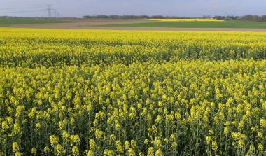 Champs de colza