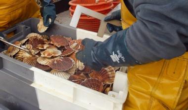 Pêche de la Coquille Saint-Jacques