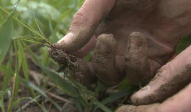 Ray-grass stade cheveux