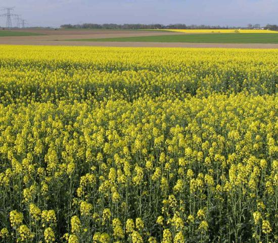 Champs de colza