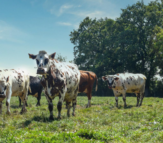 Vaches normandes normandie agriculture