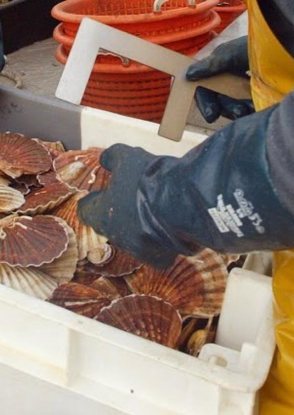 Pêche de la Coquille Saint-Jacques