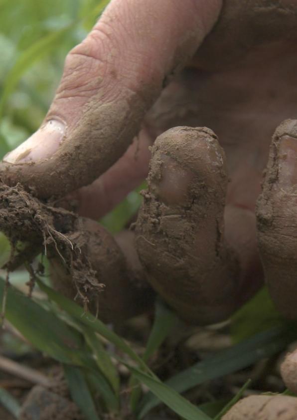 Ray-grass stade cheveux