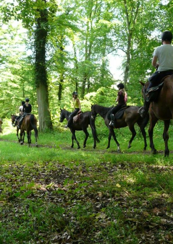 Randonnée en forêt de Brotonne (c) LSJB 