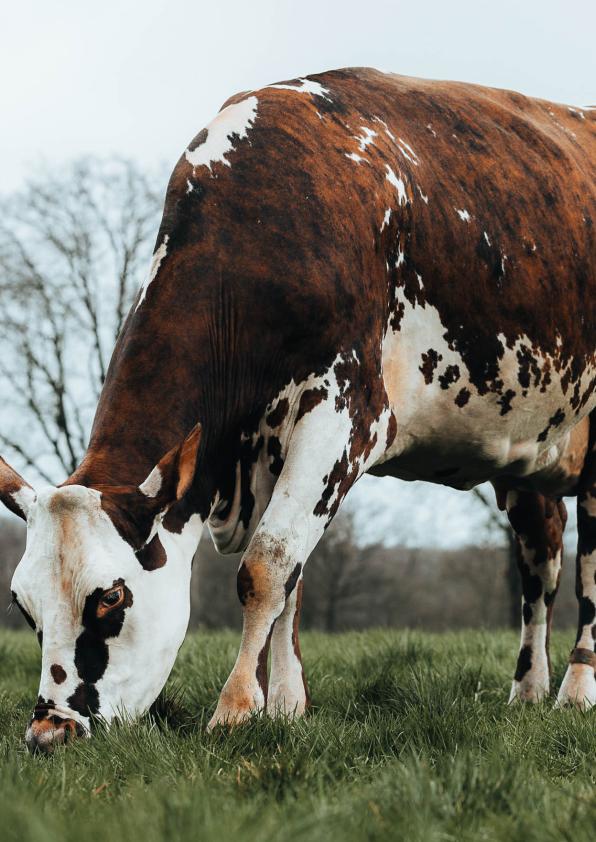 Oreillette, vache normande du GAEC Foucault