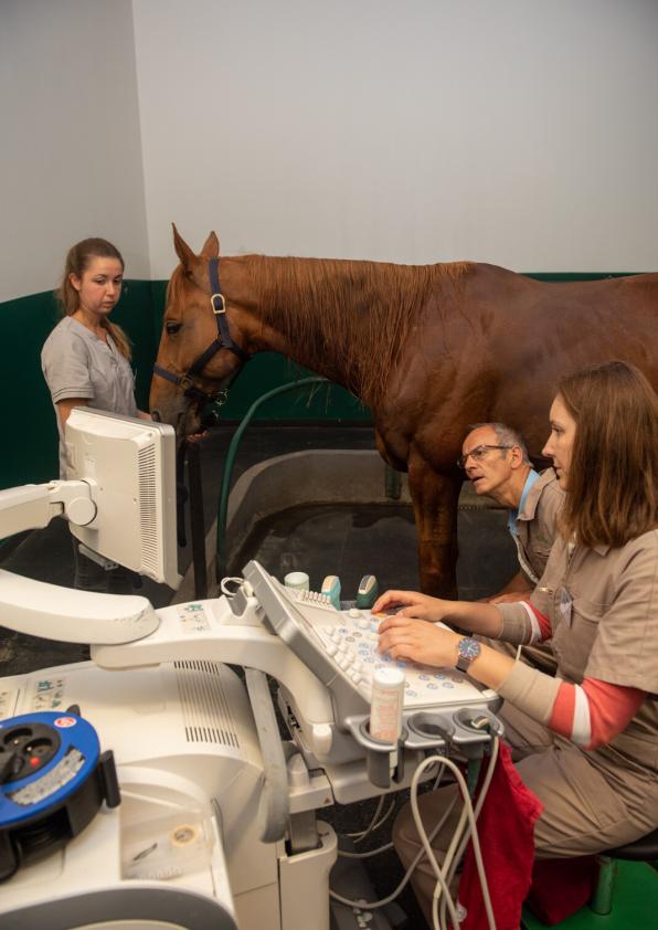 Normandie Equine Vallée-Campus international équin de Goustranville_Photo Eric Biernacki/Région Normandie