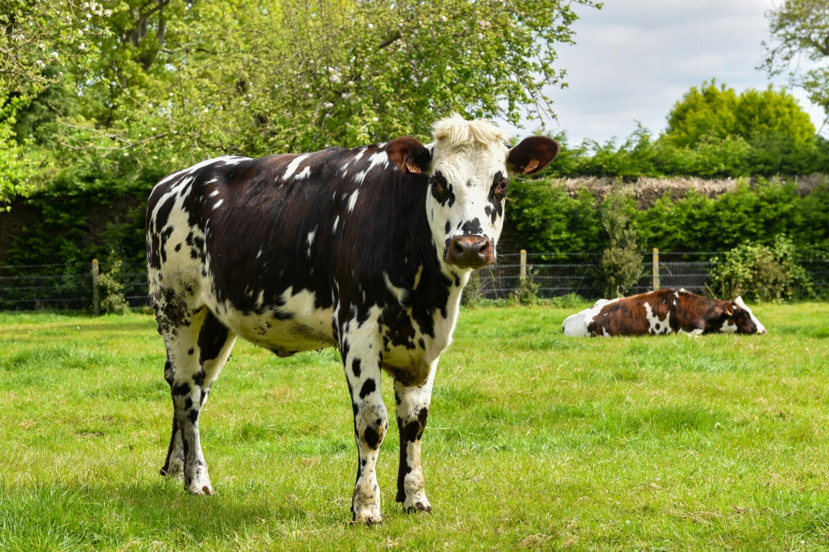 vache_de_race_normande-_eric_biernacki_-_region_normandie-2027-1600px.jpg